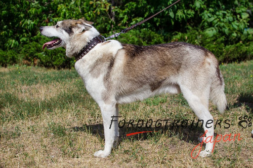 大型犬　首輪　おしゃれ